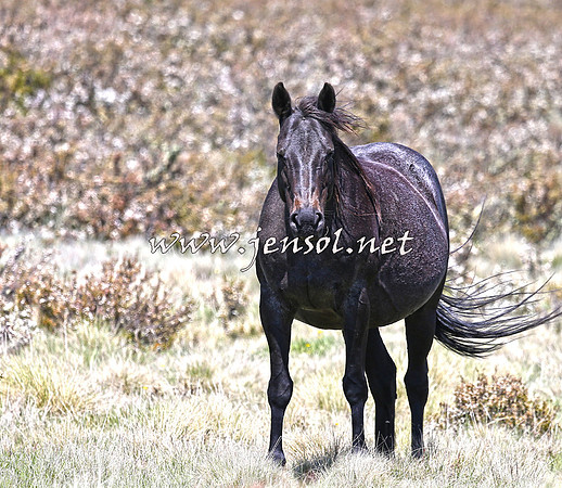 BrumbiesNov15_0044
