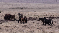 Brumbies 105