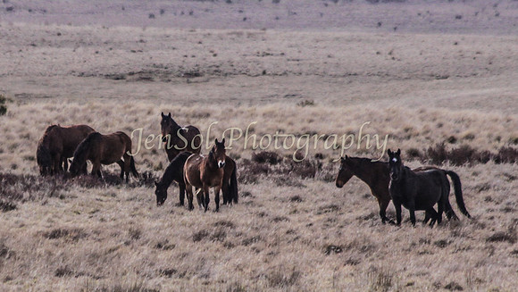 Brumbies 105
