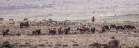 Brumbies 128