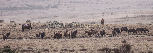 Brumbies 128