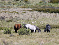 BrumbiesNov15_0150