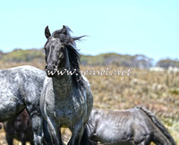 BrumbiesNov15_0068