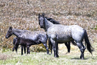 BrumbiesNov15_0028