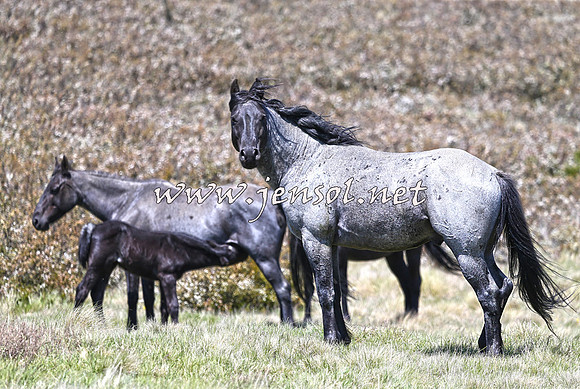 BrumbiesNov15_0028