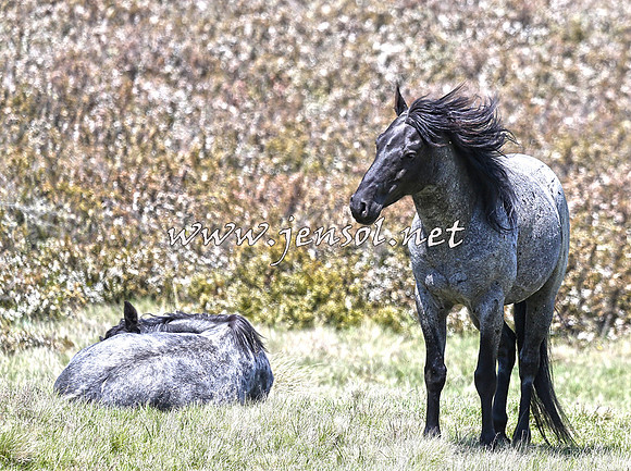 BrumbiesNov15_0104