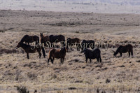 Brumbies 064