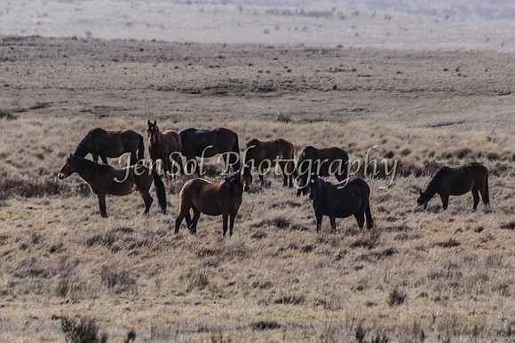 Brumbies 064