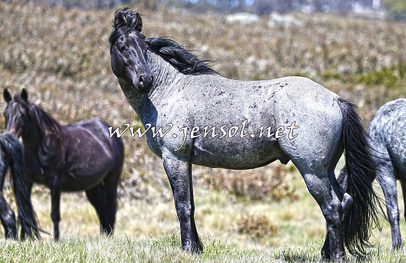 BrumbiesNov15_0031