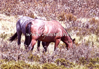 BrumbiesNov15_0084