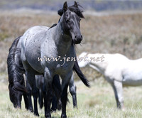 BrumbiesNov15_0038