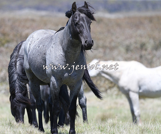 BrumbiesNov15_0038