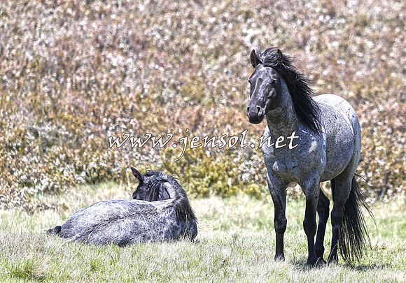 BrumbiesNov15_0093