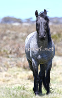 BrumbiesNov15_0061