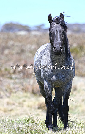 BrumbiesNov15_0061