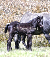 BrumbiesNov15_0039