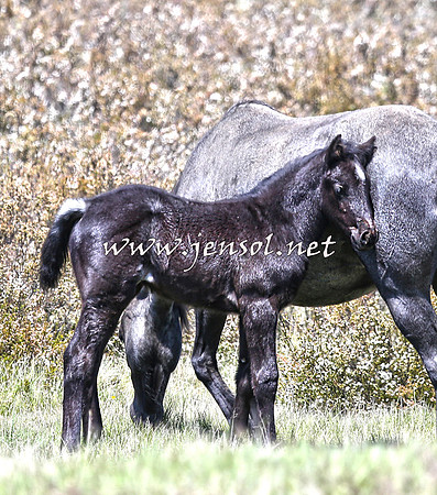 BrumbiesNov15_0039