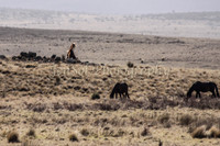 Brumbies 098