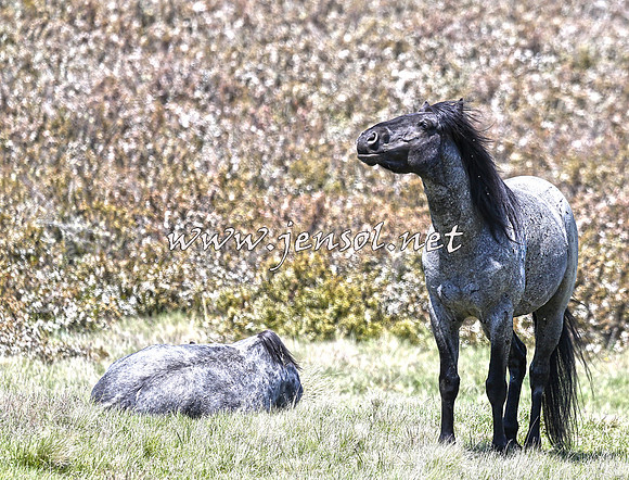 BrumbiesNov15_0107