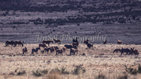 Brumbies 137