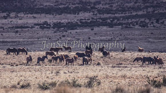 Brumbies 137