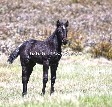 BrumbiesNov15_0056