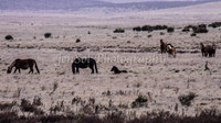 Brumbies 108