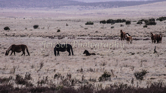 Brumbies 108