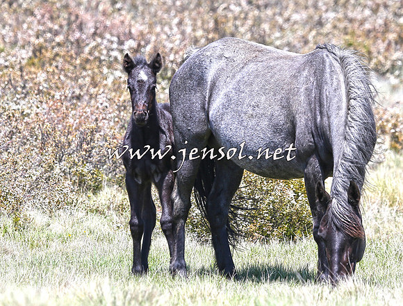 BrumbiesNov15_0048