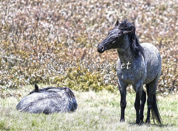 BrumbiesNov15_0102