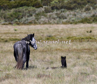 BrumbiesNov15_0149