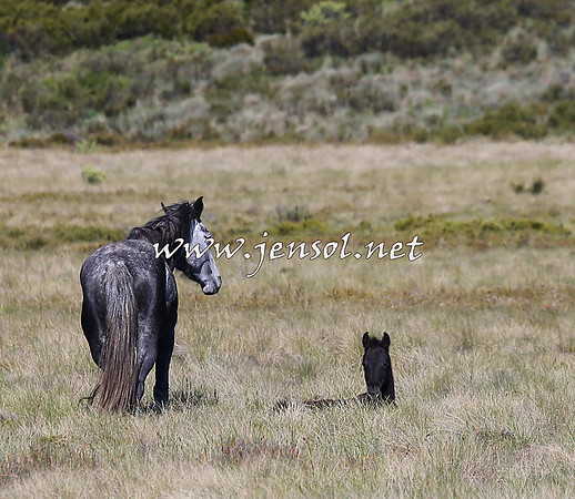 BrumbiesNov15_0149