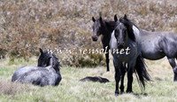 BrumbiesNov15_0079