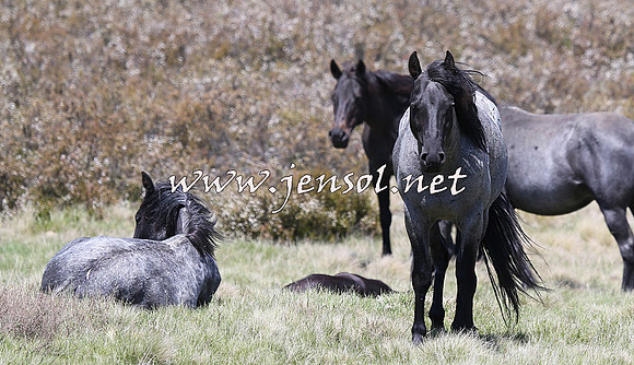 BrumbiesNov15_0079