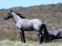 BrumbiesNov15_0026