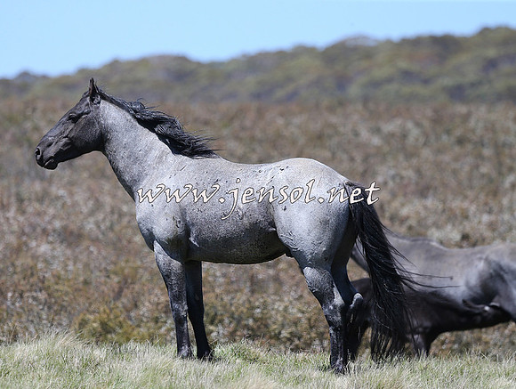 BrumbiesNov15_0026