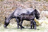 BrumbiesNov15_0040