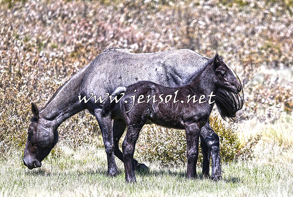 BrumbiesNov15_0040