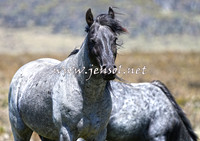 BrumbiesNov15_0058