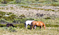 BrumbiesNov15_0124