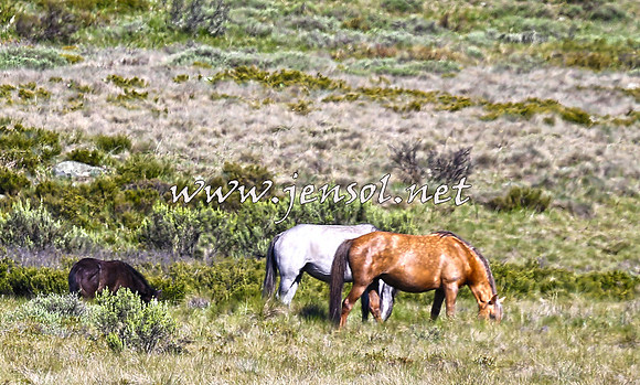 BrumbiesNov15_0124