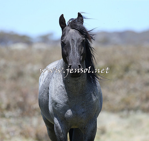 BrumbiesNov15_0059