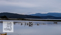 MallacootaMar23_0014
