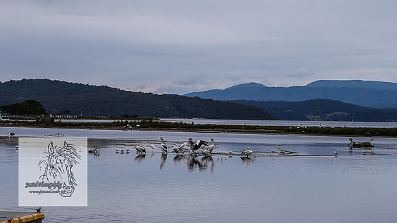 MallacootaMar23_0014