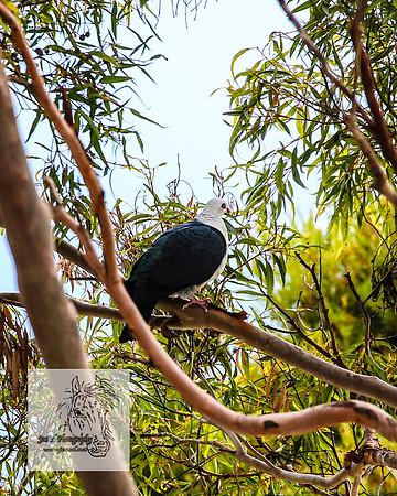 MallacootaMar23_0003