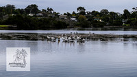 MallacootaMar23_0016