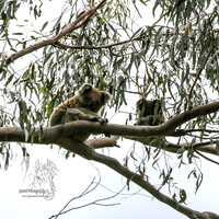 MallacootaMar23_0055