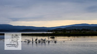 MallacootaMar23_0013