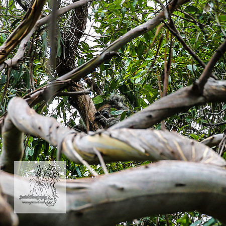 MallacootaMar23_0037