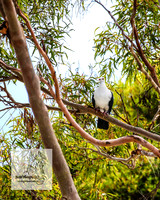 MallacootaMar23_0005